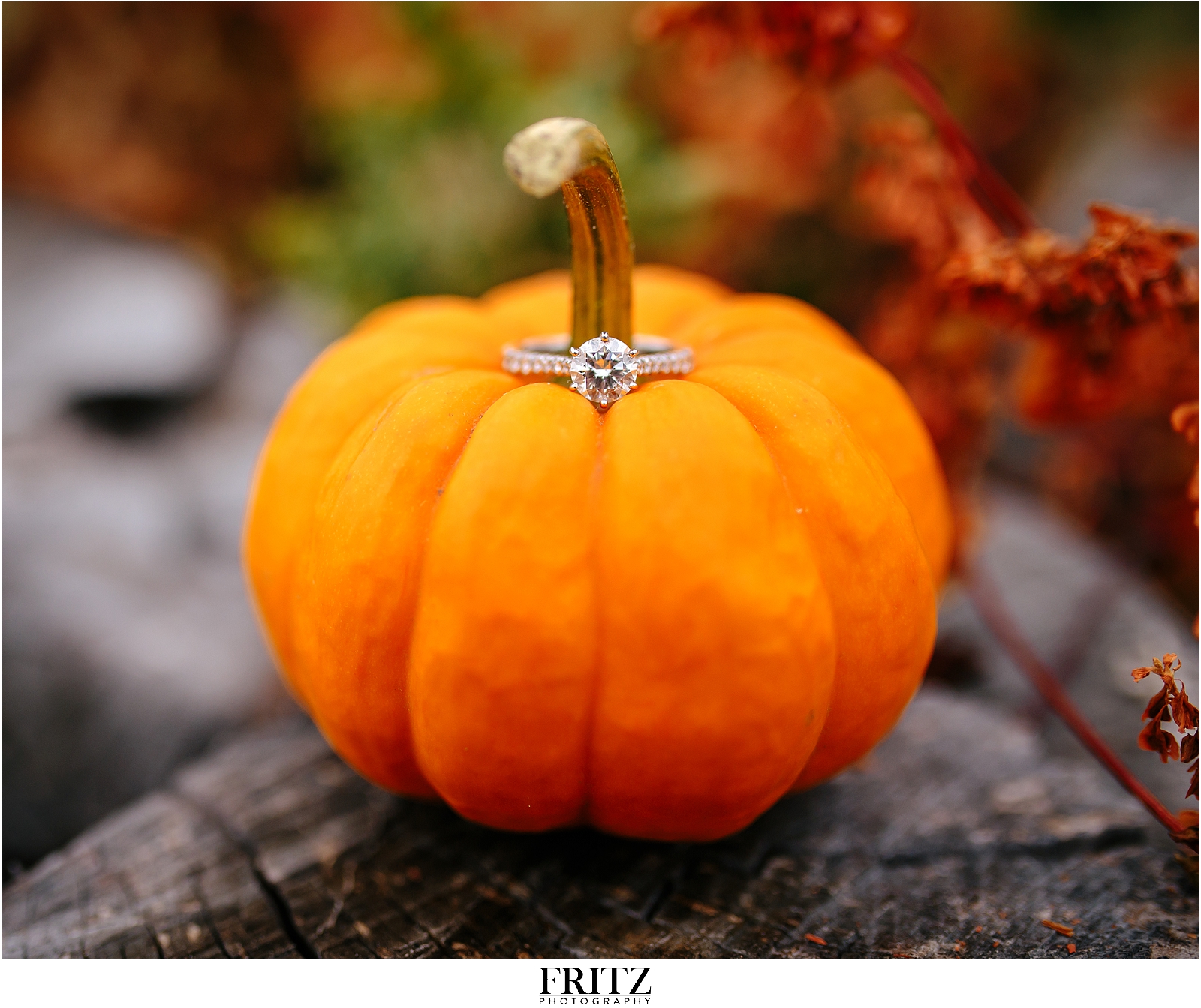 Lyman Orchards Engagement Session - Wedding (2)